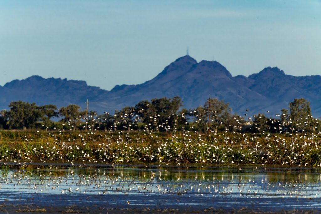 Birds flying over a flooded rice field at Montna Farms 
Photo Brian Baer